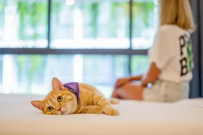 HOMA Phuket Town – Foto 7